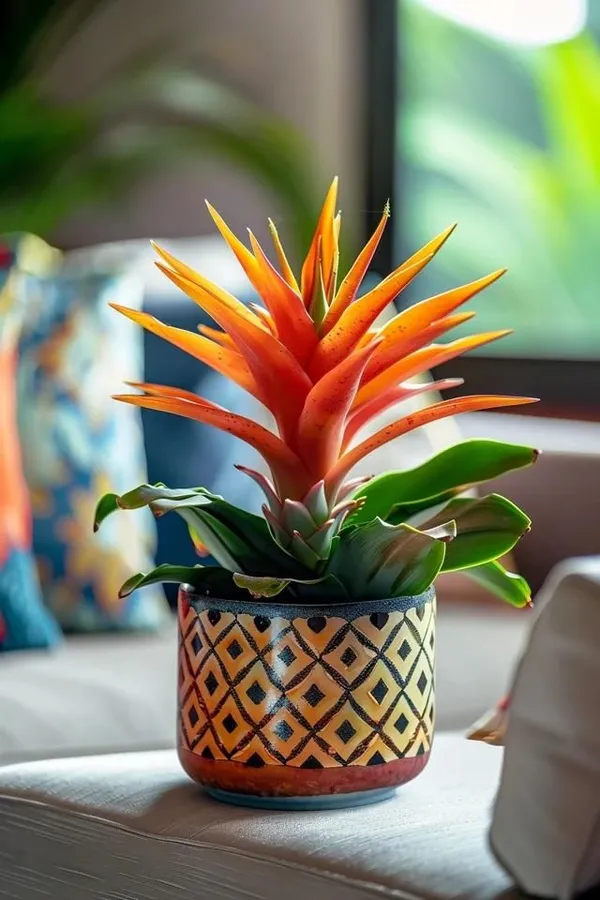 Bromeliads_Plant