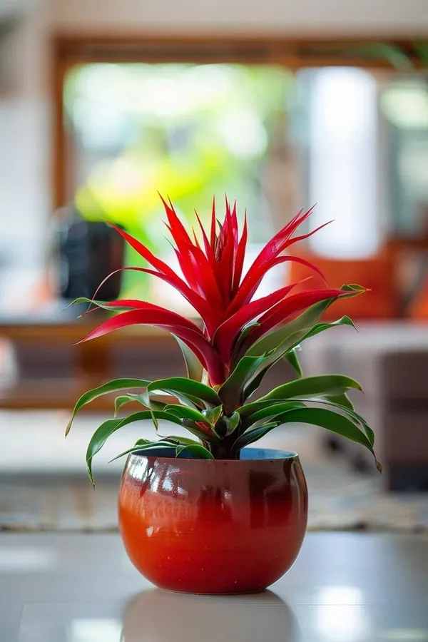Bromeliads_Plant