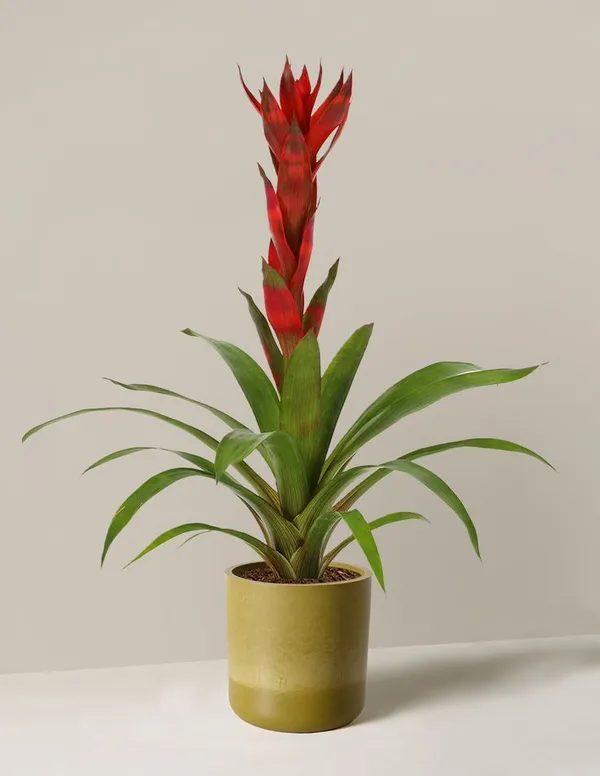 Bromeliads_Plant