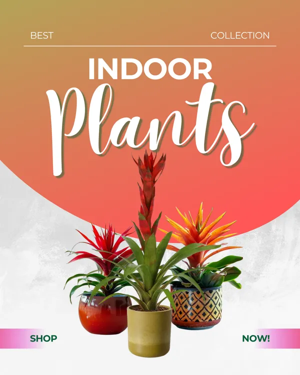 Bromeliads_Plant