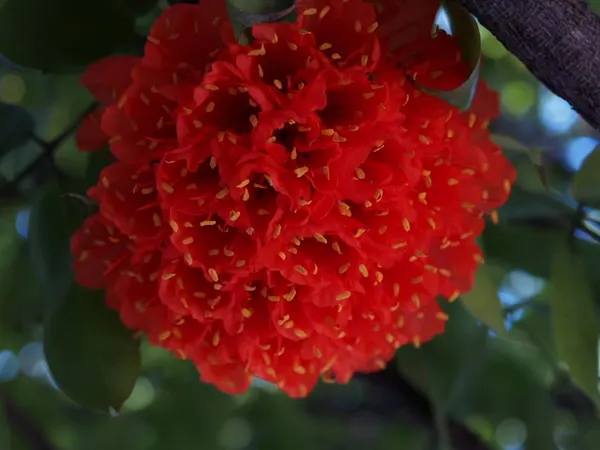 Brownea_Coccinea_(Layered)/_Rose_Of_Venezuela/Scarlet_Flame_(1.5-3_Hight_Pack_Of-1_)