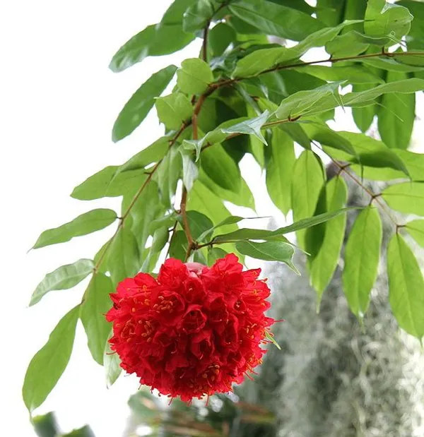 Brownea_Coccinea_(Layered)/_Rose_Of_Venezuela/Scarlet_Flame_(1.5-3_Hight_Pack_Of-1_)