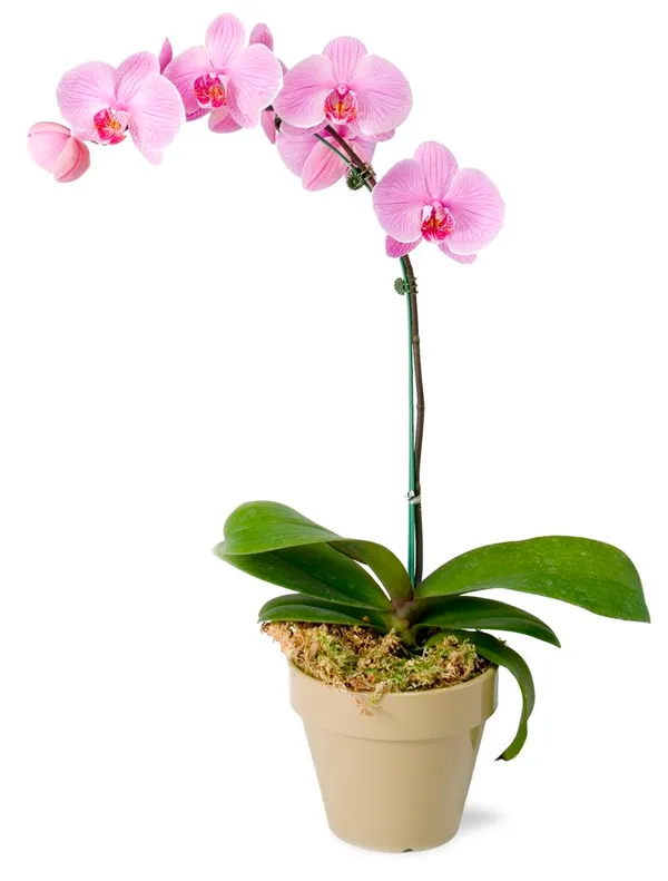 Butterfly_Orchid_Plant
