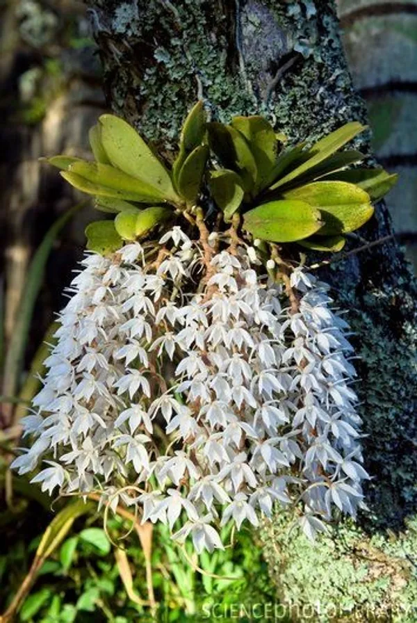 Butterfly_Orchid_Plant