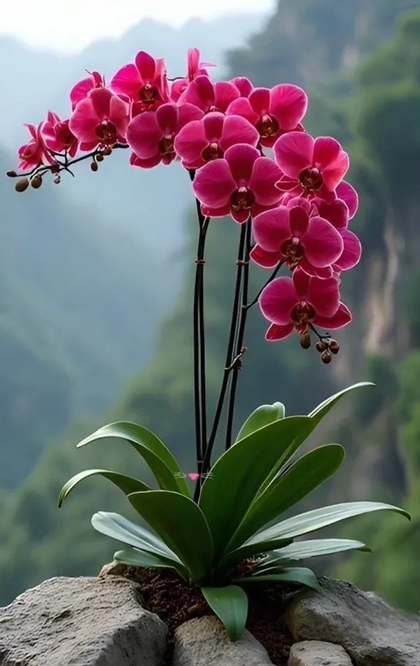 Butterfly_Orchid_Plant