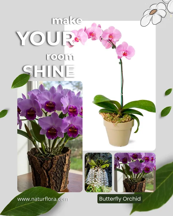 Butterfly_Orchid_Plant