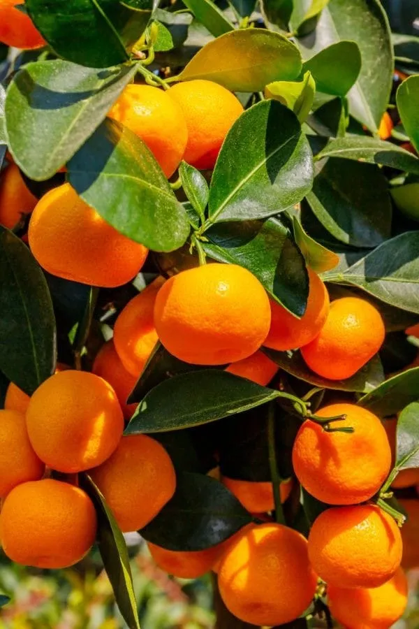 Chinotto_Orange_Plant__IGrafted