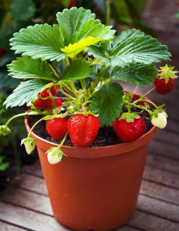 Combo_Stawberrry__Plant__For_Your_Home_And_Garden_Decor(Pack_Of_4)