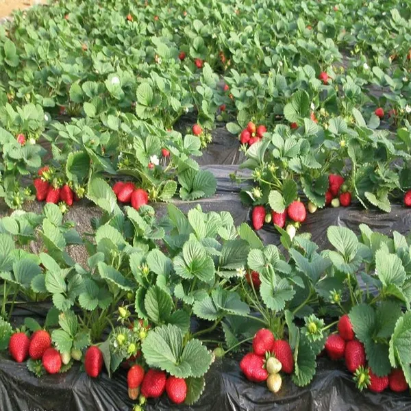 Combo_Stawberrry__Plant__For_Your_Home_And_Garden_Decor(Pack_Of_4)