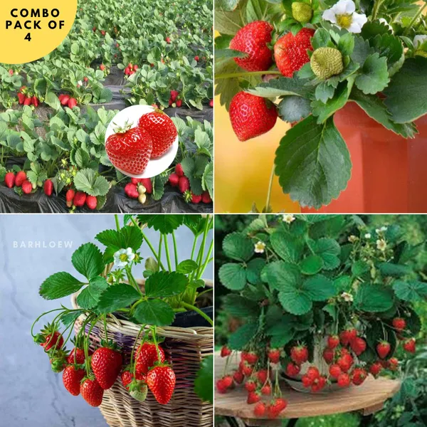 Combo_Stawberrry__Plant__For_Your_Home_And_Garden_Decor(Pack_Of_4)