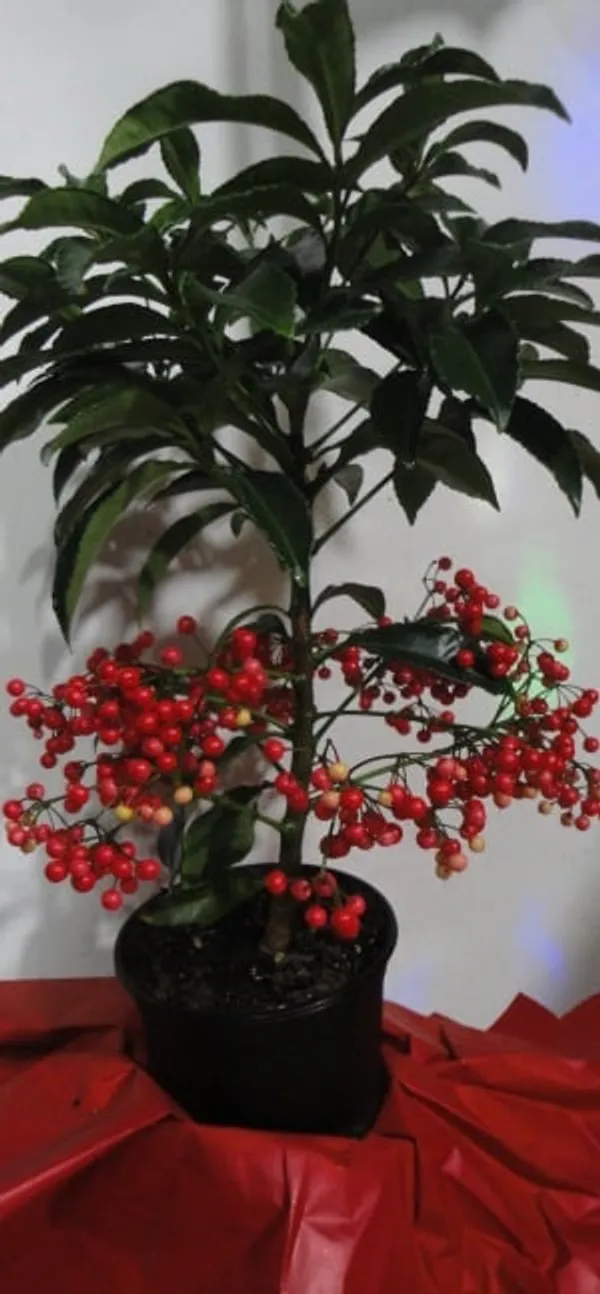 Coralberry_Ardisia_Fruit_Plant_(1.5-3_Hight_Pack_Of-1_)