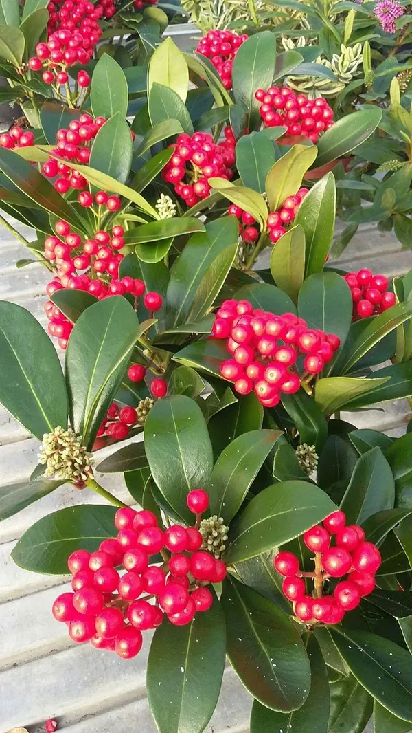Coralberry_Ardisia_Fruit_Plant_(1.5-3_Hight_Pack_Of-1_)