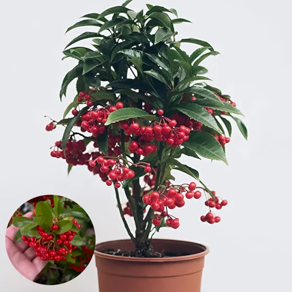 Coralberry_Ardisia_Fruit_Plant_(1.5-3_Hight_Pack_Of-1_)