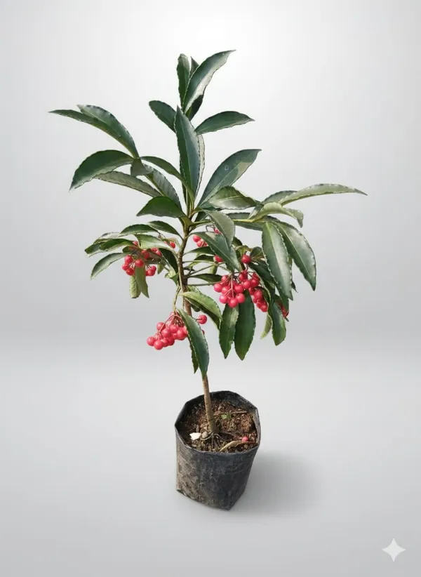Coralberry_Ardisia_Fruit_Plant_(1.5-3_Hight_Pack_Of-1_)