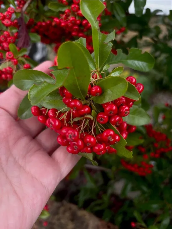 Coralberry_Ardisia_Fruit_Plant_(1.5-3_Hight_Pack_Of-1_)