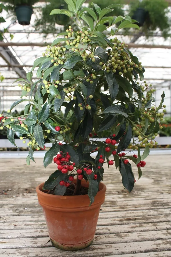 Coralberry_Ardisia_Fruit_Plant_(1.5-3_Hight_Pack_Of-1_)