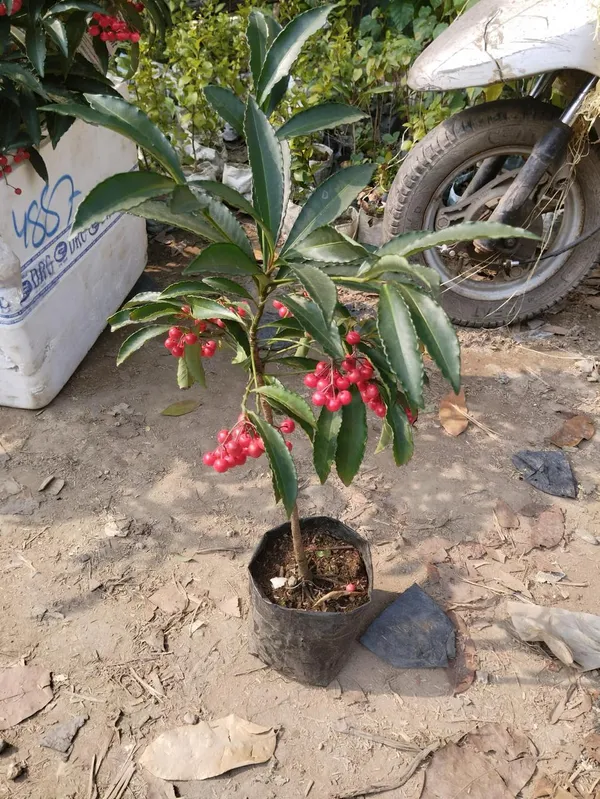 Coralberry_Ardisia_Fruit_Plant_(1.5-3_Hight_Pack_Of-1_)