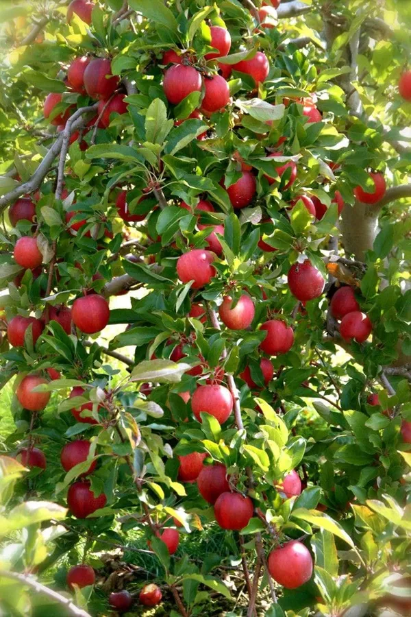 Cortland_Apple_Plant_I_Grafted_,Hybrid