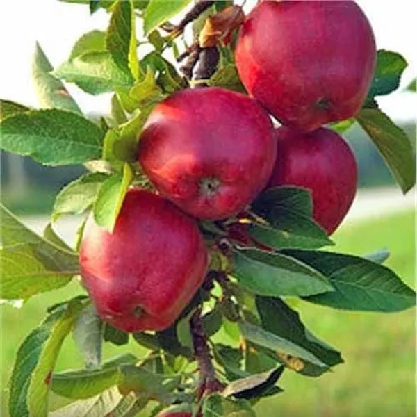 Cortland_Apple_Plant_I_Grafted_,Hybrid