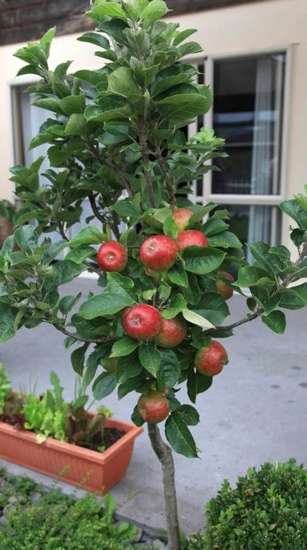 Cortland_Apple_Plant_I_Grafted_,Hybrid
