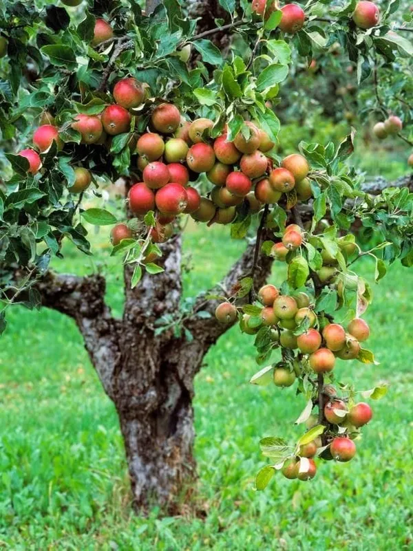 Cox_Orange_Pippin_Apple_Plant_I_Grafted