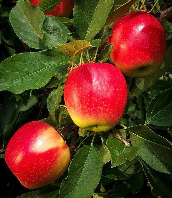 Cox_Orange_Pippin_Apple_Plant_I_Grafted