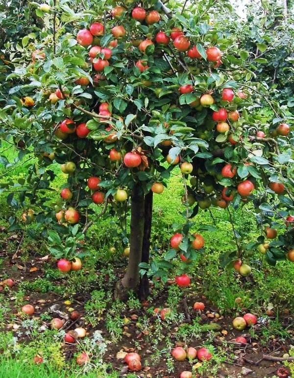 Cox_Orange_Pippin_Apple_Plant_I_Grafted