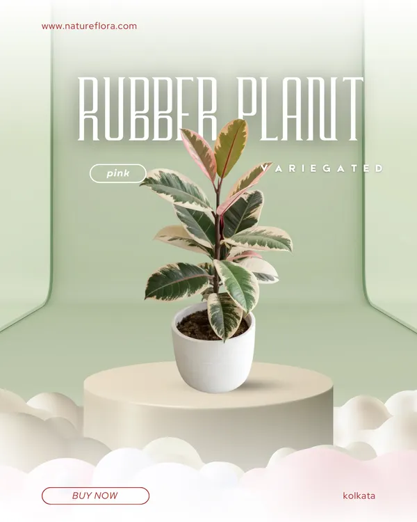 Crimson_Velvet_Rubber_Plant