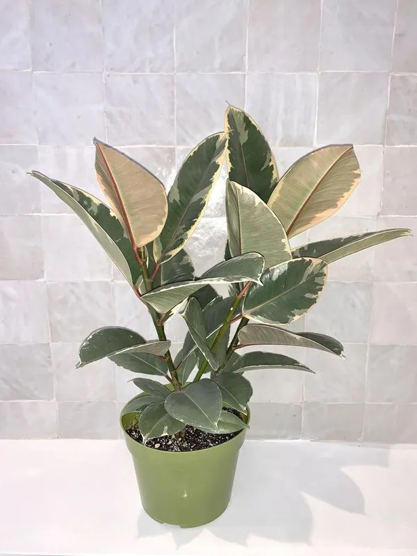Crimson_Velvet_Rubber_Plant