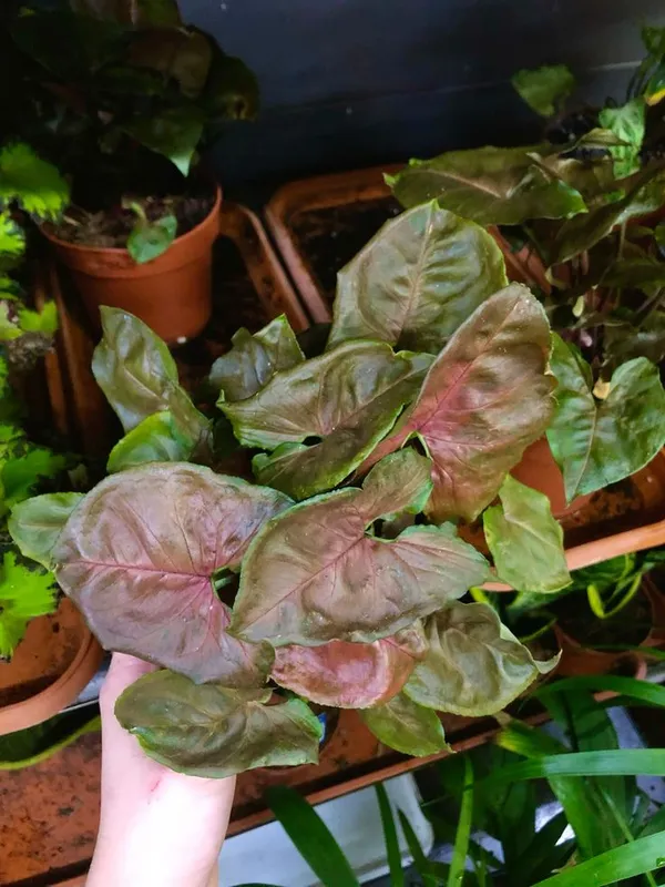 Crystal_Glow_Syngonium