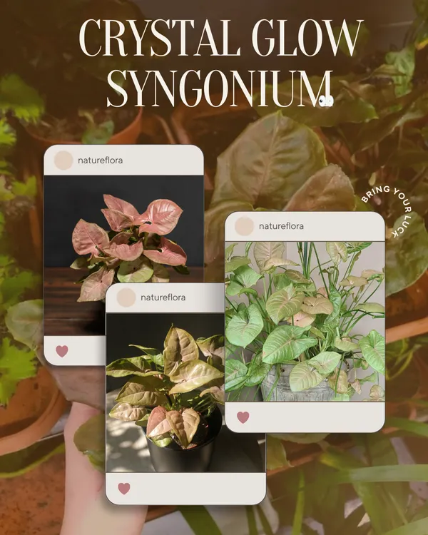 Crystal_Glow_Syngonium