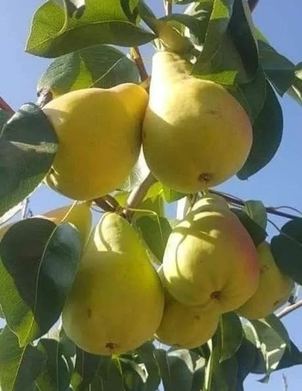 D’Anjou_Pear_Plant