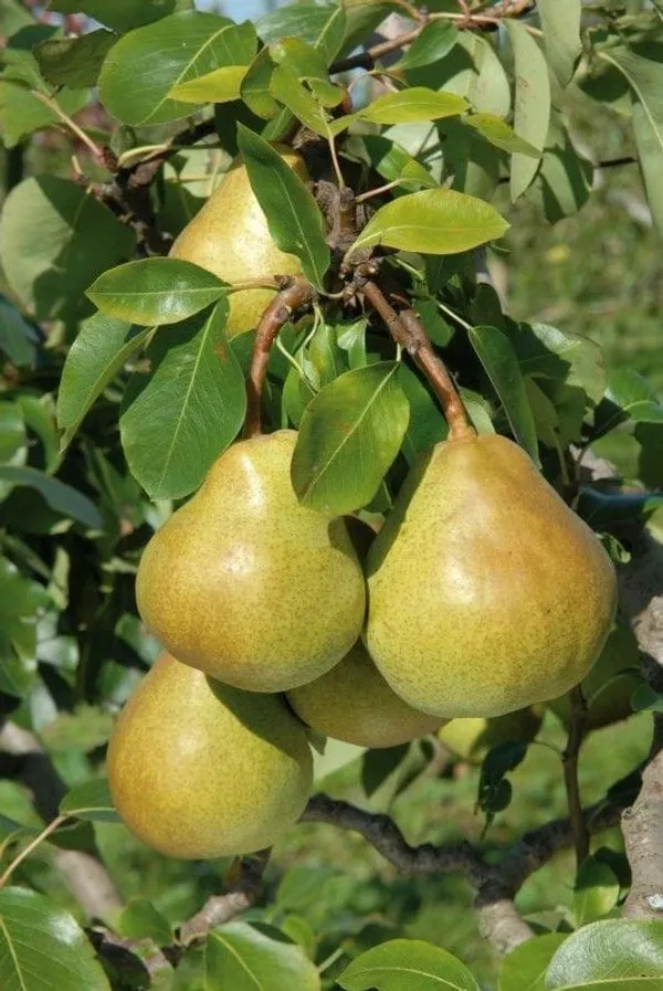 D’Anjou_Pear_Plant