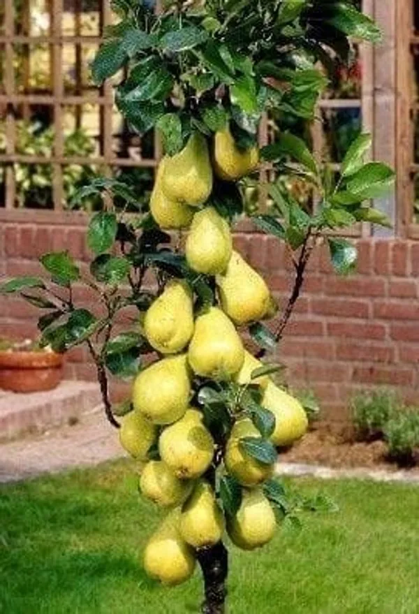 D’Anjou_Pear_Plant