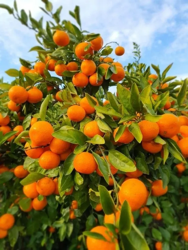 Daidai_Bitter_Orange_Plant_I_Grafted