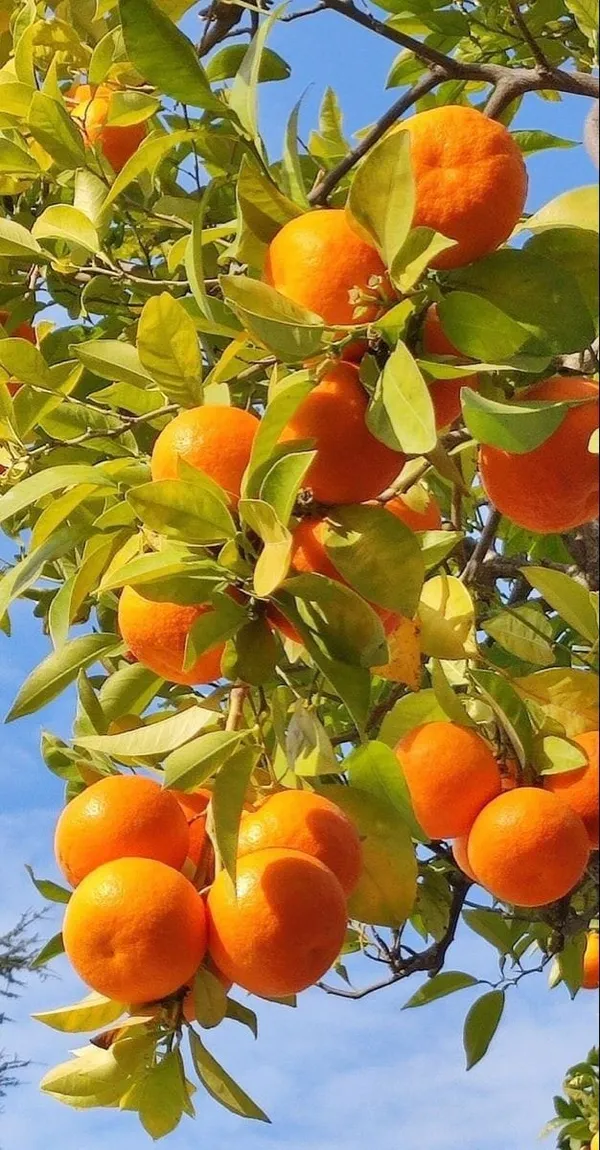 Daidai_Bitter_Orange_Plant_I_Grafted