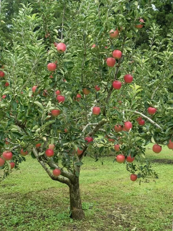 Dorsett_Golden_Apple_Plant_I_Grafted