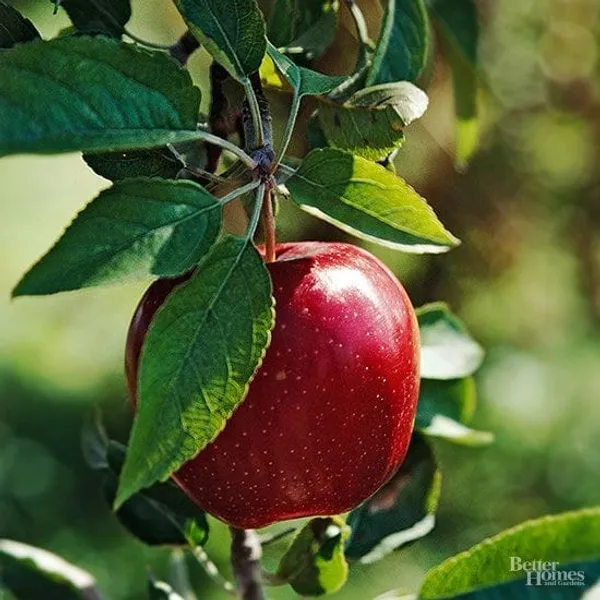 Dorsett_Golden_Apple_Plant_I_Grafted