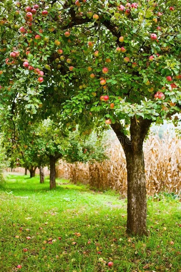 Dorsett_Golden_Apple_Plant_I_Grafted