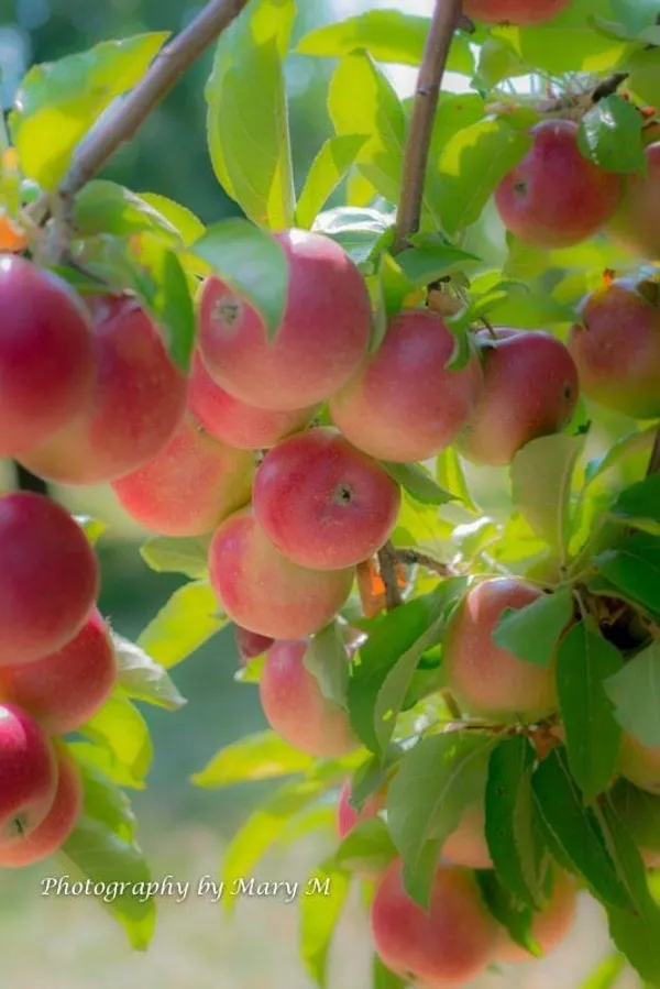 Ein_Sheme_Apple_Plant_I_Hybrid