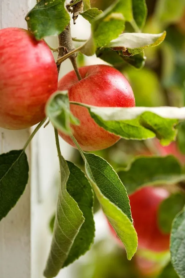 Ein_Sheme_Apple_Plant_I_Hybrid