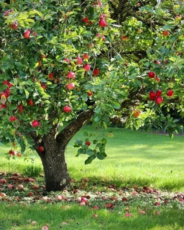 Ein_Sheme_Apple_Plant_I_Hybrid