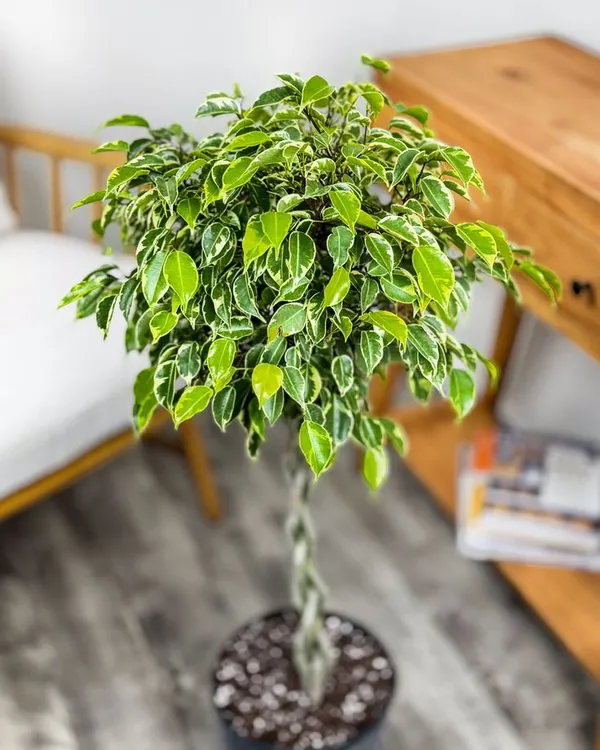 Ficus_Benjamina_Plant