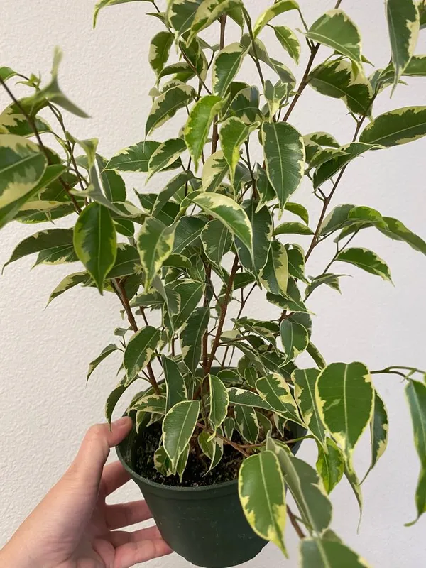 Ficus_Benjamina_Plant