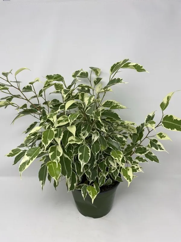 Ficus_Benjamina_Plant