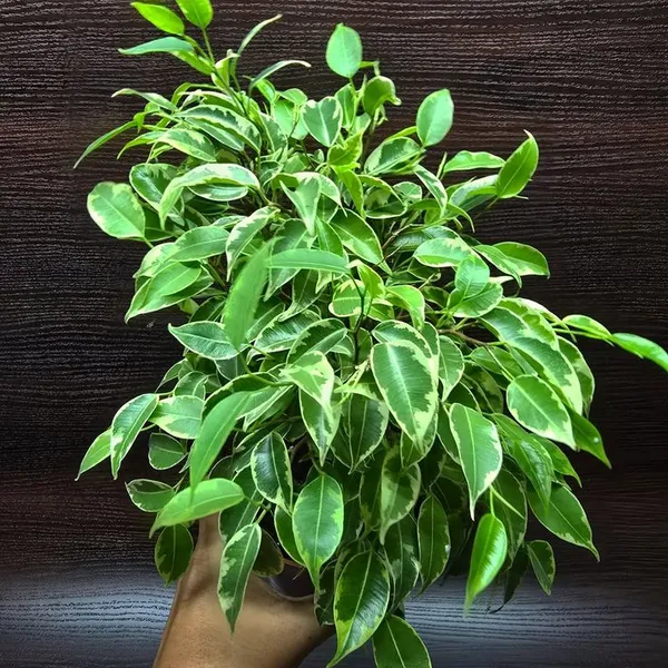 Ficus_Benjamina_Plant