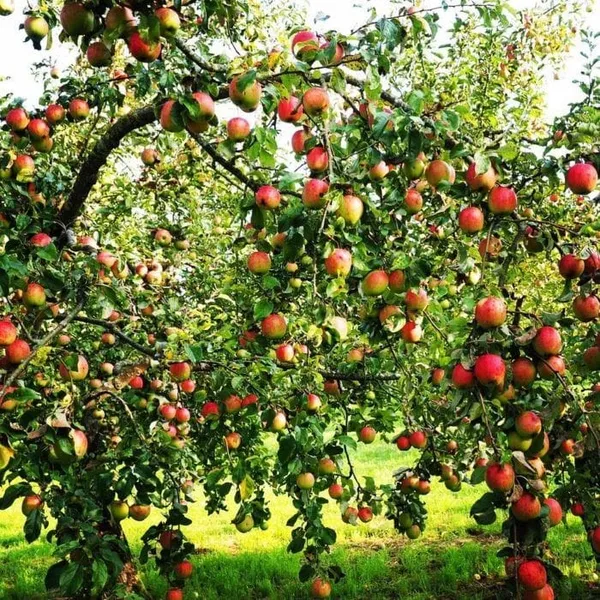 Fuji_Apple_Plant_I_Grafted