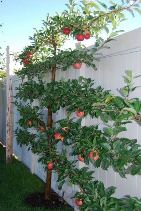Fuji_Apple_Plant_I_Grafted