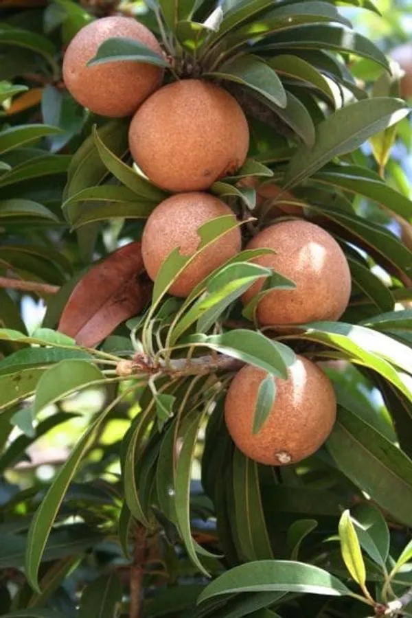 Fuji_Apple_Plant_I_Grafted