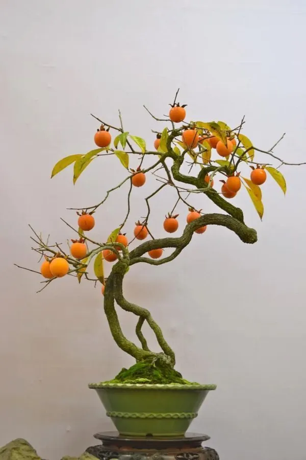 Fuyu_Persimmon_Plant_(1.5-3_Feet_Height_Pack_Of_1)